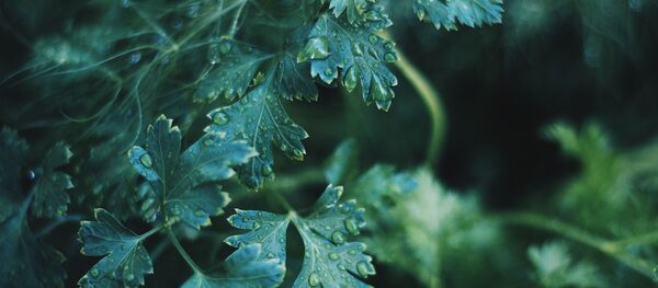 Любіста - Sputnik Беларусь