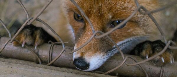 Лиса - Sputnik Беларусь