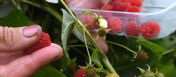 Сбор малины, архивное фото Сбор малины, архивное фото - Sputnik Беларусь