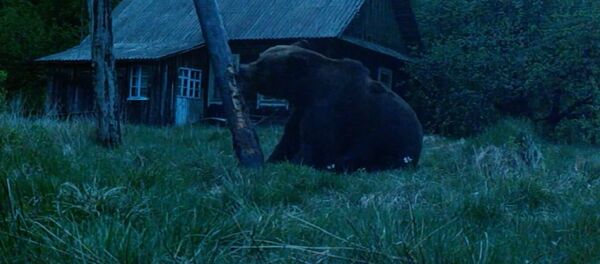 Мядзведзь прыйшоў у вёску ў Налібоцкай пушчы - відэа - Sputnik Беларусь