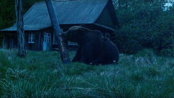 Медведь пришел в деревню в Налибокской пуще - Sputnik Беларусь