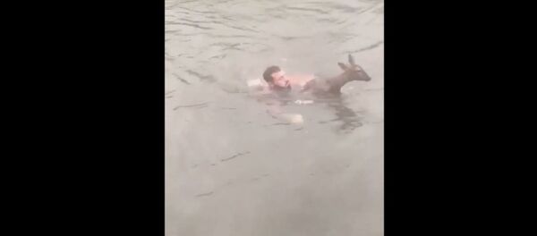 Отважный британец спас из реки маленького олененка - Sputnik Беларусь