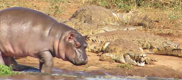 Отважный бегемотик Отважный бегемотик - Sputnik Беларусь