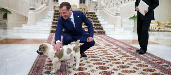 Гурбангулы Бердымухамедов подарил Дмитрию Медведеву щенка алабая - Sputnik Беларусь