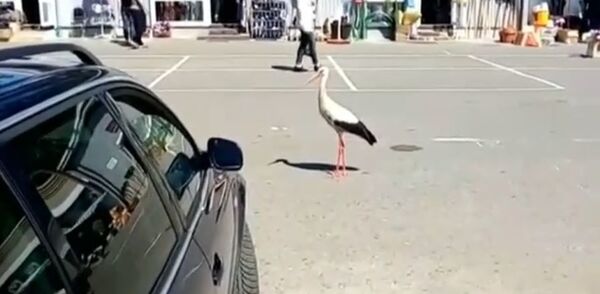 Необычный покупатель: аист пришел на рынок в Каменце - Sputnik Беларусь