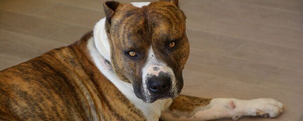 Стаффордширский терьер, архивное фото - Sputnik Беларусь