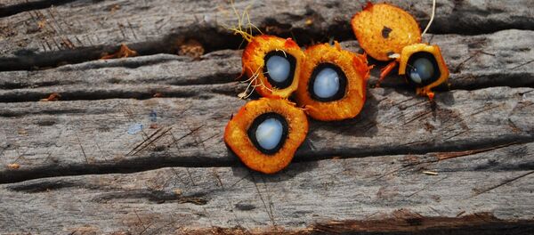 Плоды масличной пальмы Плоды масличной пальмы - Sputnik Беларусь