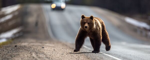 Бурый медведь после зимней спячки - Sputnik Беларусь