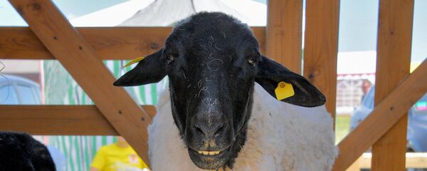 Выставка Белагро - 2019 - Sputnik Беларусь