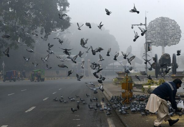 Пакистанец кормит голубя на обочине дороги в условиях сильного тумана и смога в Лахоре 3 января 2019 года - Sputnik Беларусь