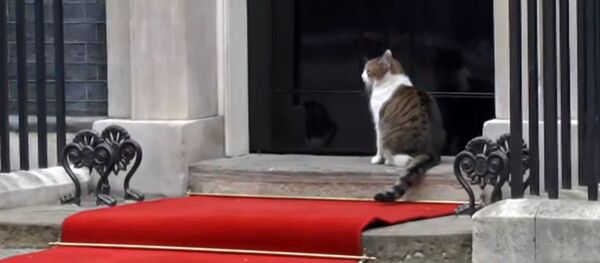 Кот Ларри - Sputnik Беларусь