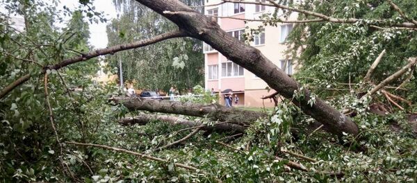 Гроза в Минске 5 июня - повалены деревья - Sputnik Беларусь