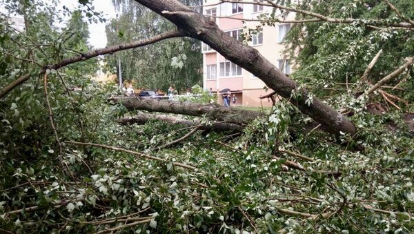 Гроза в Минске 5 июня - повалены деревья - Sputnik Беларусь