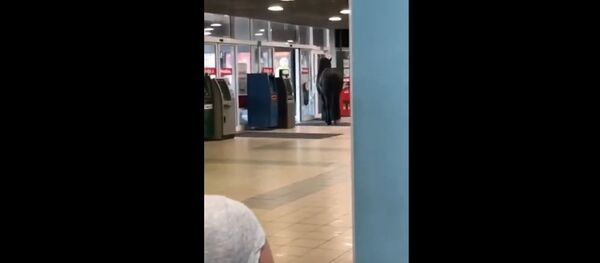 Лошадь пришла в торговый центр в Минске  - Sputnik Беларусь