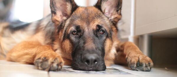 Немецкая овчарка, архивное фото - Sputnik Беларусь