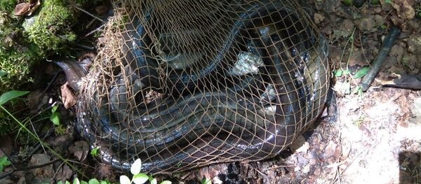 Пойманные браконьером угри - Sputnik Беларусь