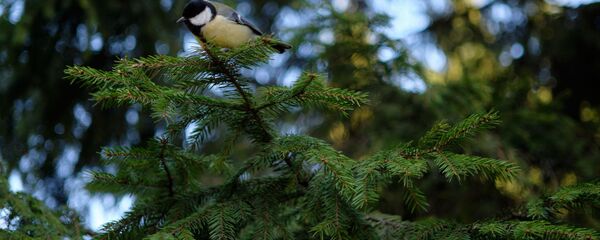 Синица на ветке дерева - Sputnik Беларусь