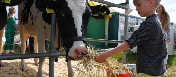 Буренки на выставке все смирные: дети с удовольствием угощали их душистым сеном, животные хоть и стрессовали, но угощение принимали охотно - Sputnik Беларусь