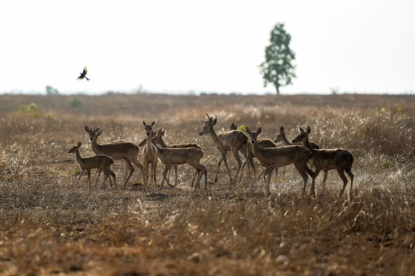 Стадо находящихся под угрозой исчезновения оленей-лира в заповеднике в Мьянме  - Sputnik Беларусь