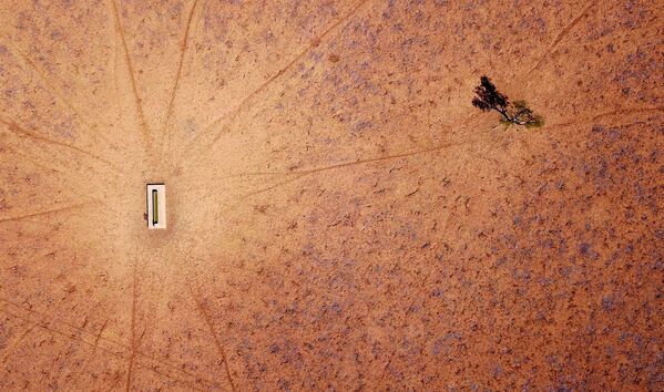 Одинокое дерево стоит рядом с поилкой для скота на выгоне, пострадавшем от засухи - Sputnik Беларусь