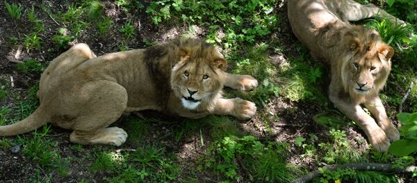 Африканские львы Африканские львы - Sputnik Беларусь