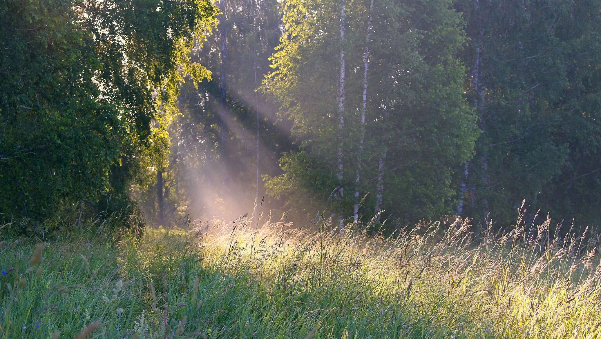 Почти сутки. Кирово-Чепецкий район лес. Жара в лесу летом. Лето жара лес. Лес на пленку.