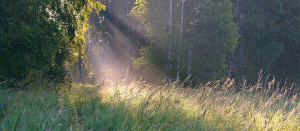 Летний лес, архивное фото - Sputnik Беларусь