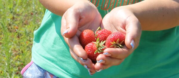 Відэа: як жыве аграгарадок Дварэц - цэнтр клубнічнага бізнесу Беларусі - Sputnik Беларусь