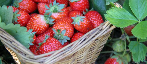 Ягоды клубники - Sputnik Беларусь