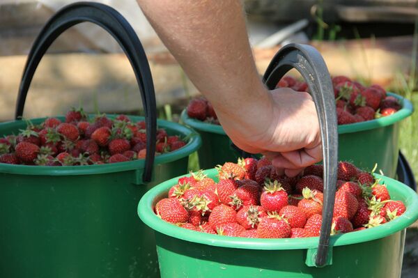 Люди с ведрами стоят в очереди! На Комаровке – клубника от 1,5 рубля за кило - Sputnik Беларусь