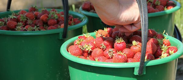 Клубника в ведрах - Sputnik Беларусь