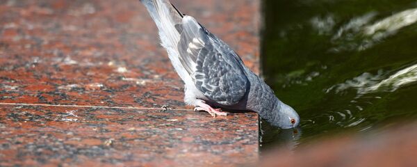 Голубь, жара, лето - Sputnik Беларусь