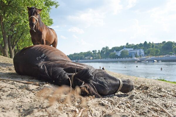 Лошади, жара, пляж - Sputnik Беларусь