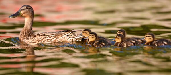 Утки, жара, Гомель - Sputnik Беларусь