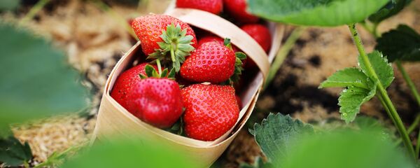 Выращивание клубники, архивное фото - Sputnik Беларусь