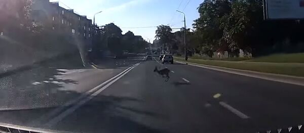 Косуля напугала водителей в центре Гродно - Sputnik Беларусь