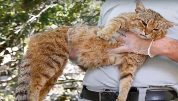 Новый вид кошки нашли на Корсике - Sputnik Беларусь