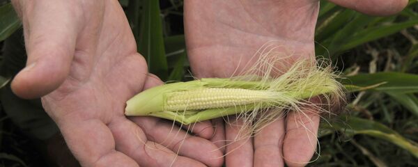 Засуха - Sputnik Беларусь