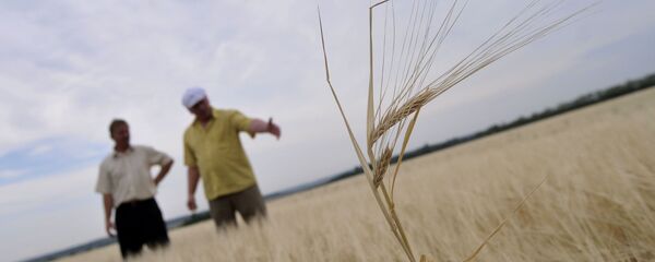 Засохшие посевы ячменя, архивное фото - Sputnik Беларусь
