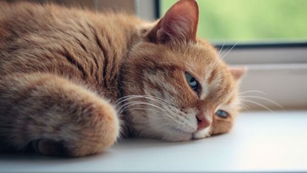 Кот отдыхает на подоконнике, архивное фото - Sputnik Беларусь