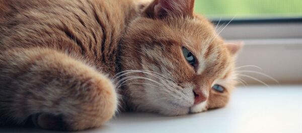 Кот отдыхает на подоконнике, архивное фото - Sputnik Беларусь