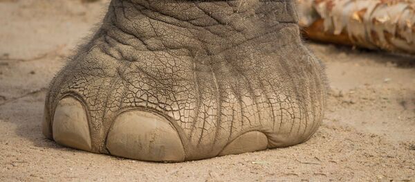 Нога слона, архивное фото - Sputnik Беларусь