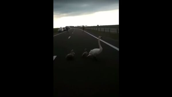 Водители перевели семью лебедей через дорогу около Гомеля - Sputnik Беларусь