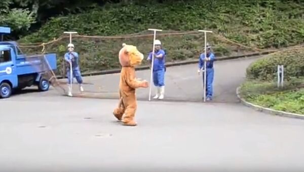 Японцы креативно подошли к тренировке поимки льва в зоопарке - Sputnik Беларусь