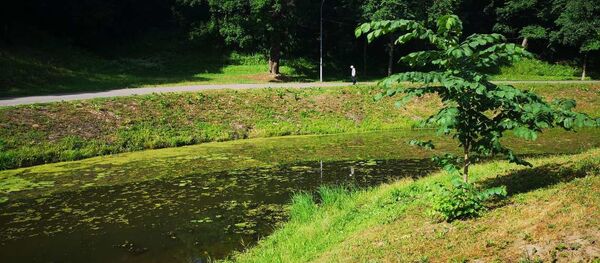 Река Витьба - Sputnik Беларусь