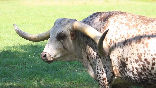 Техасский бык Пончо признан самым рогатым в мире  - Sputnik Беларусь