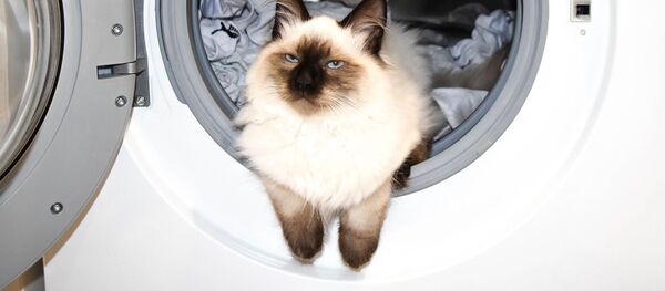Кот в стиральной машине, архивное фото - Sputnik Беларусь