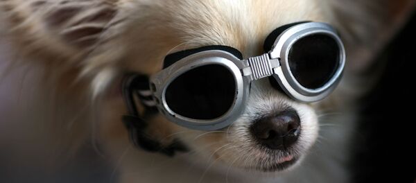 Чихуахуа Чихуахуа - Sputnik Беларусь