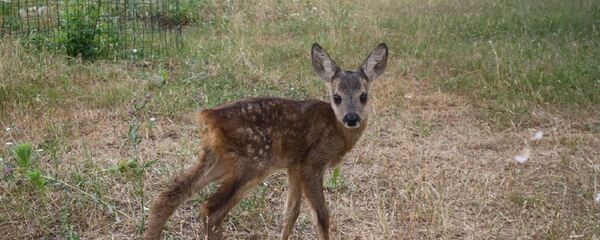 Детеныш косули в Беловежской пуще - Sputnik Беларусь