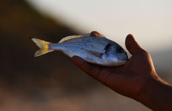 Рыба, пойманная с пляжа отеля La Cigale в тунисском городе Табарка. - Sputnik Беларусь
